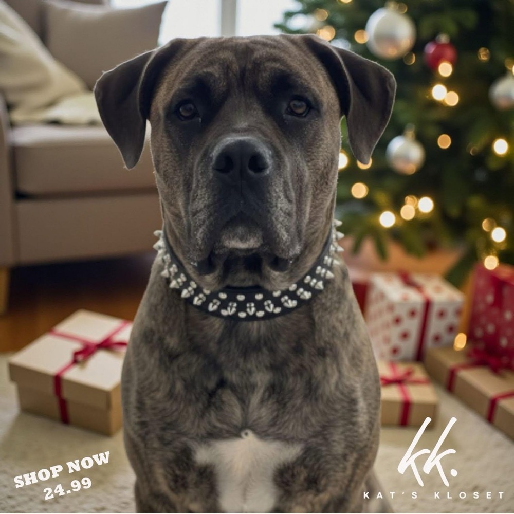 Studded Dog Collar